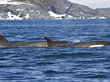 Почему запрещено купаться в самом чистом море