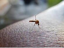 В России могут исчезнуть комары