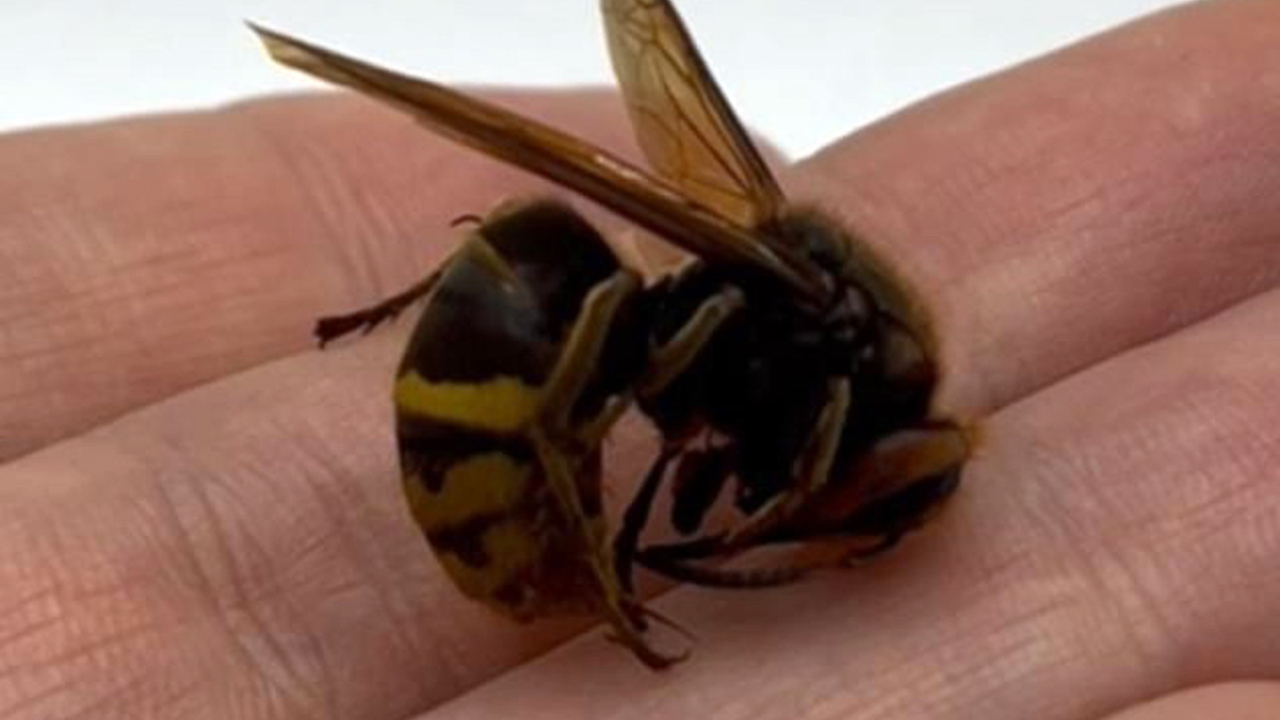 Алла Гришконың шынайы секс бейнелері