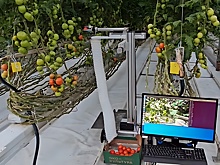 В Ставрополе разработали робота для сбора урожая в теплицах