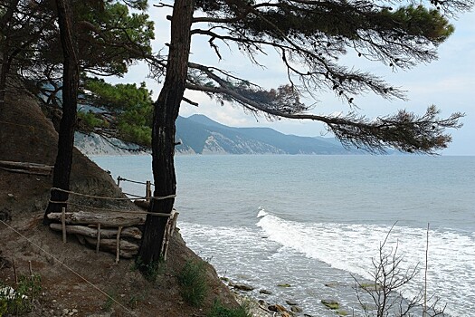 Застройщик заплатит 500 тысяч рублей за сруб краснокнижной сосны на Кубани