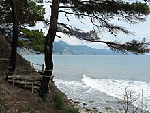 Застройщик заплатит 500 тысяч рублей за сруб краснокнижной сосны на Кубани