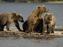 Брянская киностудия готовит документальный проект о медведях Камчатки