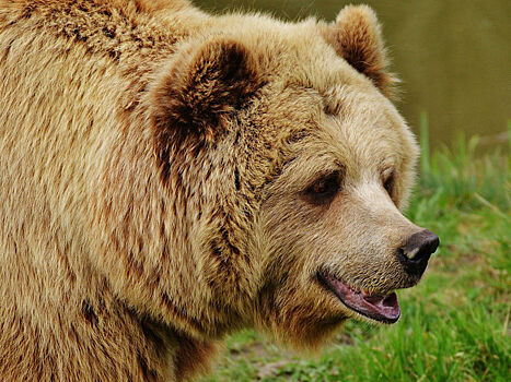 Глава Крыма поможет спасти обреченных животных парка «Тайган»