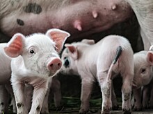 Поголовье свиней в России выросло на 1 млн за 2022 год