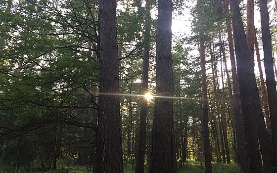 В Рязанской области ищут ушедшую в лес 13 сентября 58-летнюю шатчанку