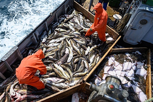 Качество подготовки моряков не устраивает рыбопромышленников