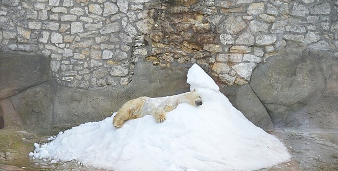 Животных в зоопарке Калининграда спасают от жары мороженым и холодным душем