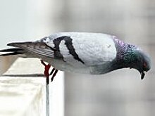 Правда ли, что городские голуби заразны?