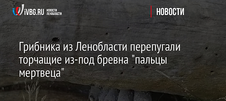 Грибника из Ленобласти перепугали торчащие из-под бревна "пальцы мертвеца"
