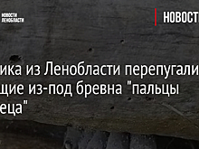Грибника из Ленобласти перепугали торчащие из-под бревна "пальцы мертвеца"