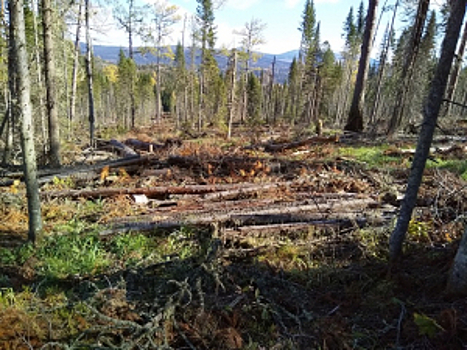 В Красноярском крае перед судом предстанет подозреваемый в незаконной вырубке леса более чем на 6 миллионов рублей