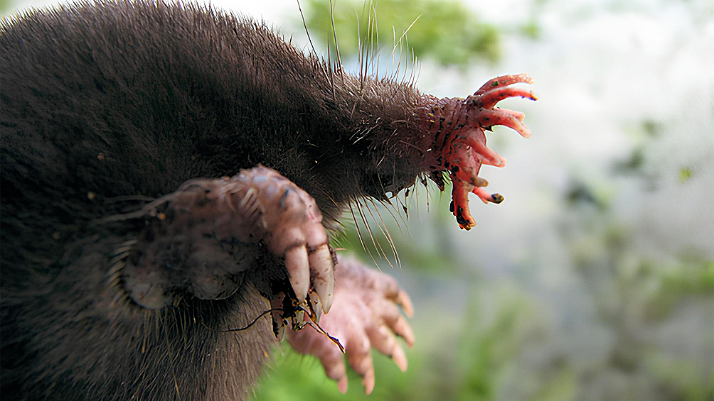 Звездонос — млекопитающее семейства кротовых. Вид обитает на территории Северной Америки. Зверек отличается небольшими размерами. Масса взрослой особи достигает всего 85 грамм. Главной же особенностью животного является инопланетный нос, с двадцатью двумя кожными наростами, которые делают его настоящим пришельцем с другой планеты.