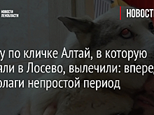 Собаку по кличке Алтай, в которую стреляли в Лосево, вылечили: впереди у бедолаги непростой период