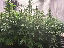 Наркоагроном из Хакасии, подаривший другу на день рождения марихуану, стал фигурантом уголовного дела