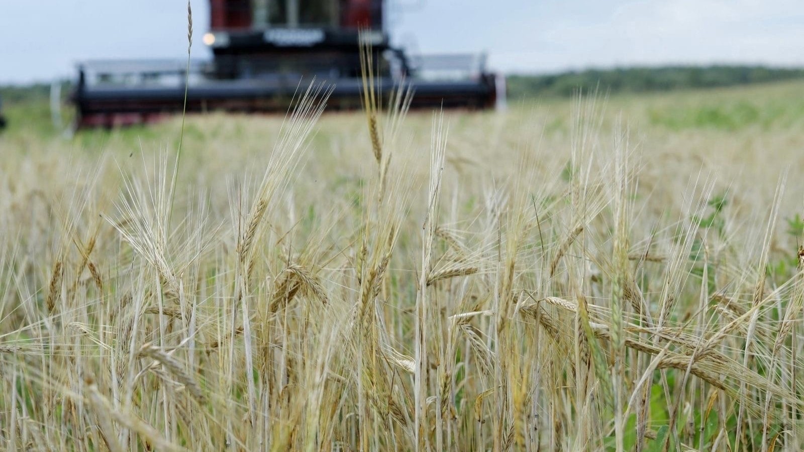 В Вологодской области получили в 1,6 раза больше урожая зерновых