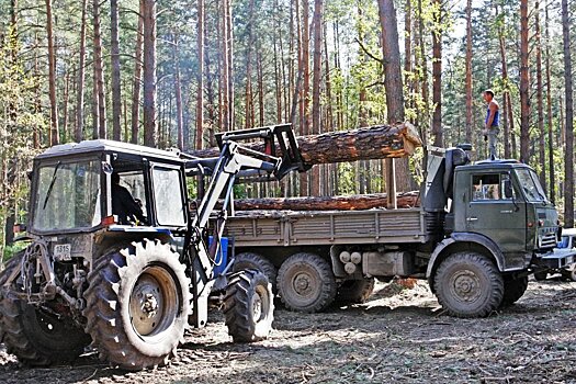 На Алтае повысят бюджетные доходы от лесного комплекса