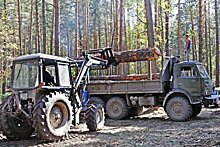 На Алтае повысят бюджетные доходы от лесного комплекса