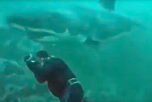 Громадная акула чуть не откусила голову водолазу — видео из ЮАР