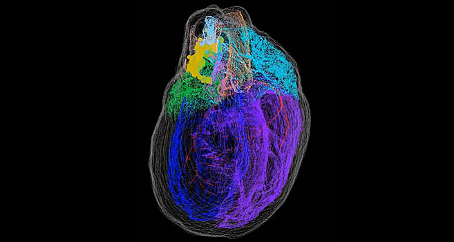 У сердца найден собственный маленький «мозг»