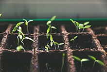 Как вырастить лавр из семян