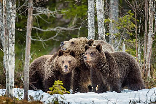Под Саратовом трех медведей держат в плохих условиях при гостинице