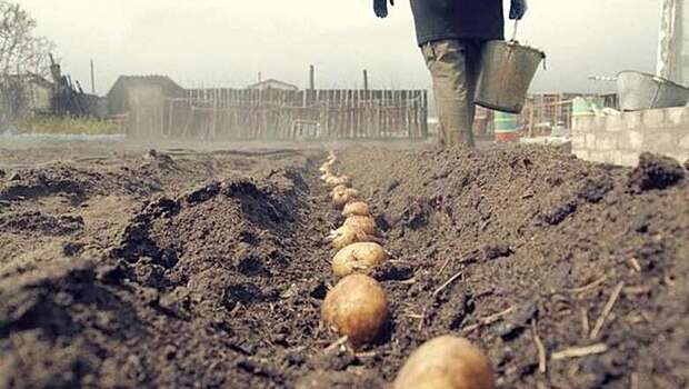 Российским дачникам грозит штраф за картошку