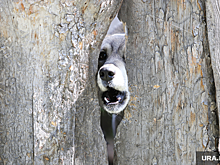 В Перми зоозащитник госпитализирован после нападения собаки