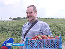 В Калининградской области поспела клубника