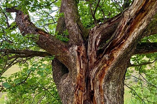 В Нацреестр старовозрастных деревьев РФ внесли 200-летнюю грушу из Ингушетии