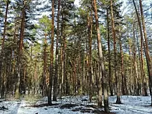 Активные поиски семьи Усольцевых продолжатся ближе к лету