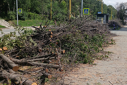 Черемуху Маака пустили под топор на Ильича в Новосибирске