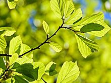 В апреле дожди, в мае +31: гидрометцентр рассказал, какая погода ждет Ростов в ближайшие месяцы