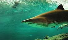 Акула убила туриста у побережья египетского курорта