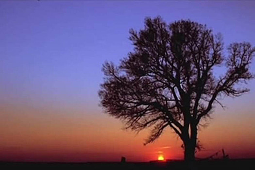 Одинокий тополь: дерево в Калмыкии, которое стало сакральным
