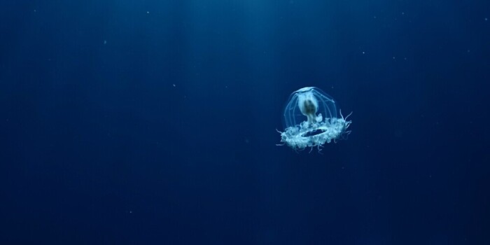 В Мировом океане нашли потенциально бессмертное существо