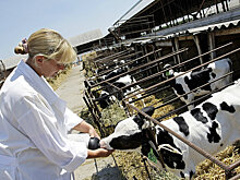 Селекционеры СКФО экспортировали первую партию племенных коров