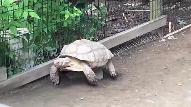 Черепаха спасет своего друга