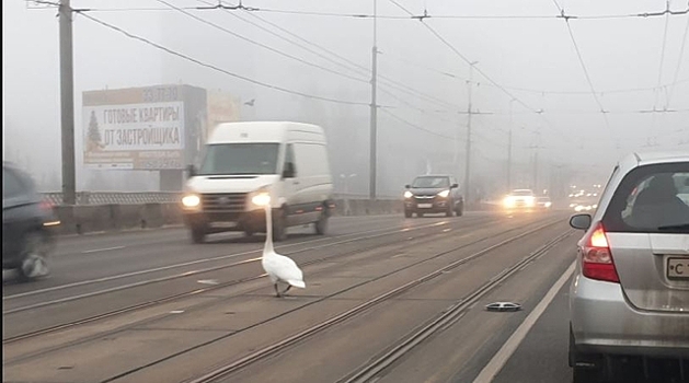 «Нелётная погода». В Калининграде на эстакадный мост приземлился лебедь