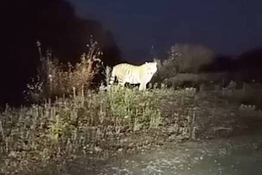 В Приморье пугающий водителей тигр-гигант попозировал на камеру