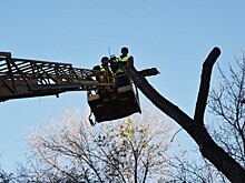 В Астрахани проведена грандиозная опиловка деревьев