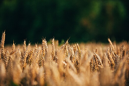 Эксперты оценили перспективы зерновой биржи в странах БРИКС