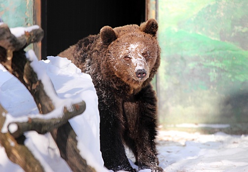 Бурые медведи Ляля и Балу вышли из спячки в нижегородском зоопарке