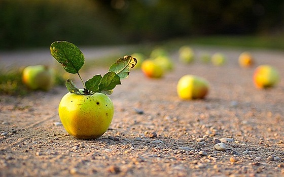 Тысячи яблок были разбросаны на Westautobahn в Вельсе после аварии