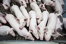 Свинокомплекс «Шувалово» проверят из-за многочисленных жалоб