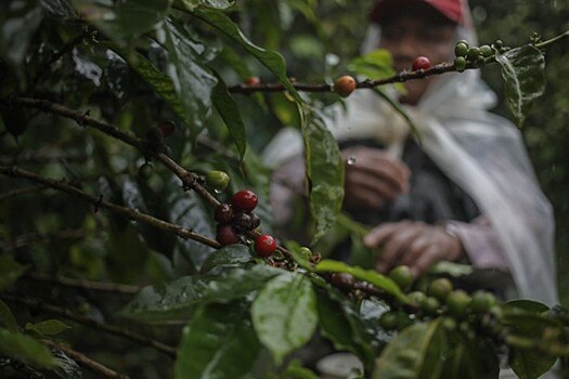 Потребление кофе в мире превысит производство в 2020 году