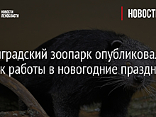 Ленинградский зоопарк опубликовал график работы в новогодние праздники