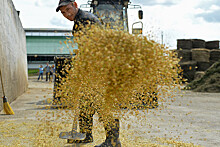 Минсельхоз направит на экспорт 500 тысяч тонн зерна из госфонда