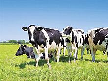 В России приступили к разработке собственных индексов племенной ценности крупного рогатого скота