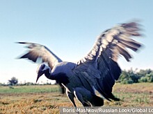 Орнитологи: Численность краснокнижного журавля-красавки в России сокращается